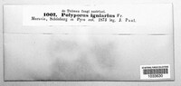Phellinus igniarius image